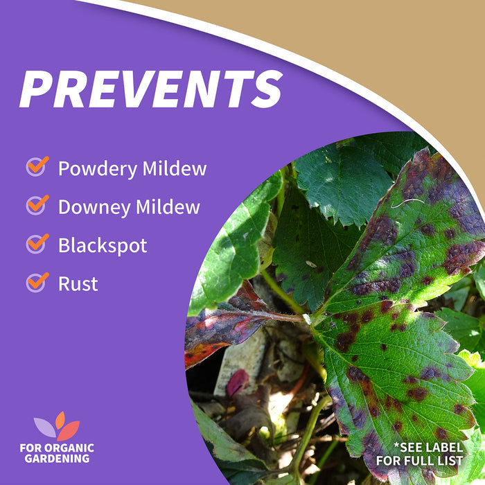 Bonide Captain Jack's Rose Rx 4-in-1 Ready-To-Use Fungicide, Insecticide