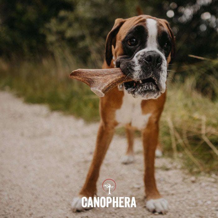 Canophera Red Deer Antlers (Whole) Dog Chew