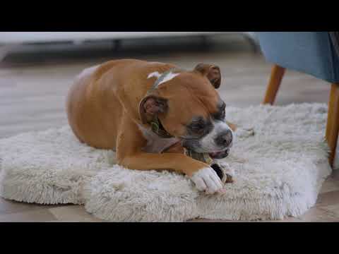 Canophera Sheep Horn Chews for Dogs
