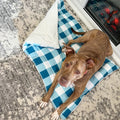Check Me Out Blue Pet Bed Comforter