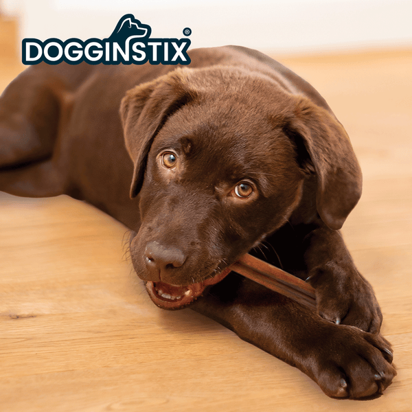 Dogginstix Bully Sticks 24" Cane Dog Treats