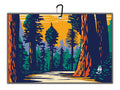 Joey Temali Redwoods