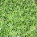 Standish Milling Yellow Sweet Clover Bulk Plot