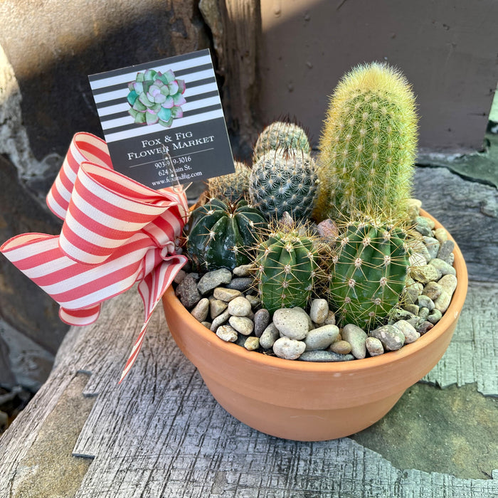Succulent & Cactus Gardens