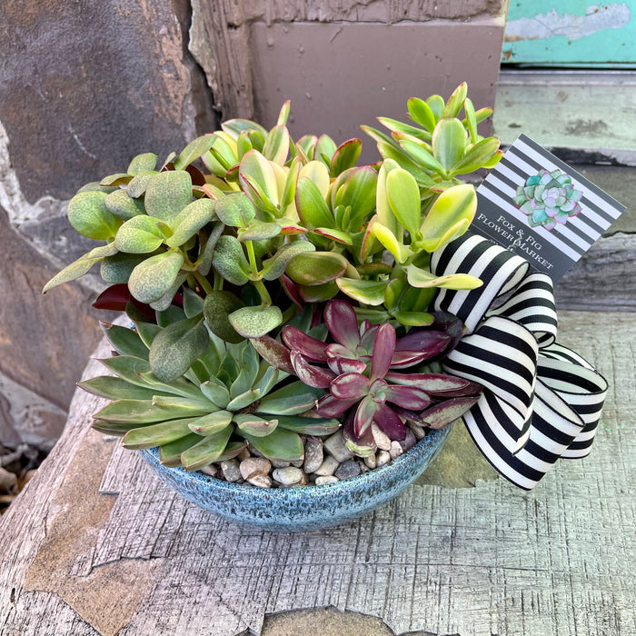 Succulent & Cactus Gardens