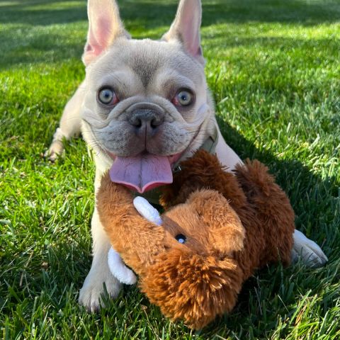 Territory Woolly Mammoth Squeaker Dog Toy