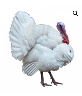 Townline Hatchery Broad Breasted White Turkey