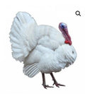Townline Hatchery Broad Breasted White Turkey