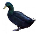 Townline Hatchery Cayuga Ducks
