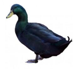 Townline Hatchery Cayuga Ducks