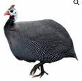 Townline Hatchery French Pearl Guinea