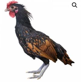 Townline Hatchery Sebright Bantam Chicks