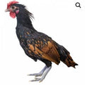 Townline Hatchery Sebright Bantam Chicks