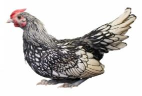 Townline Hatchery Sebright Bantam Chicks